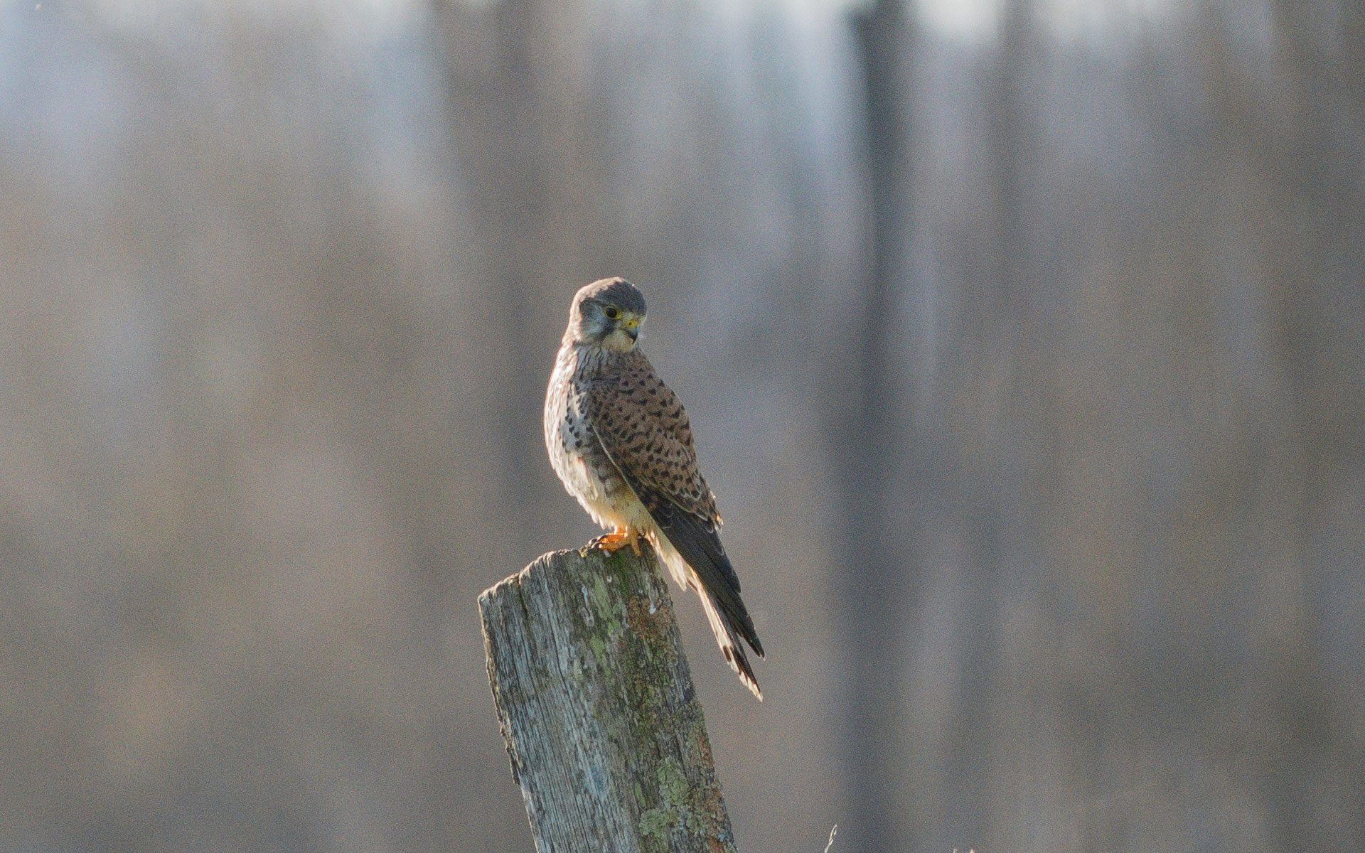 Faucon crécerelle