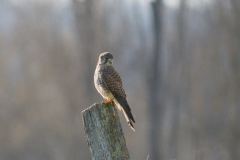 Faucon crécerelle